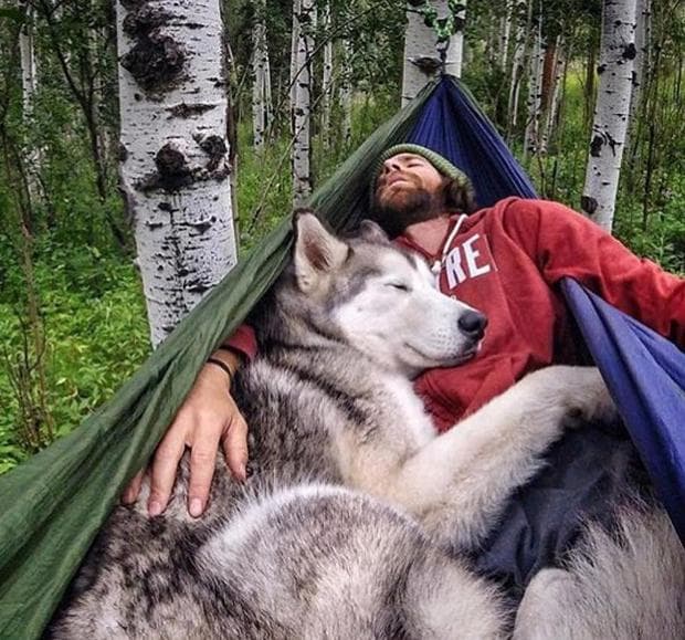 куче и стопанин спят