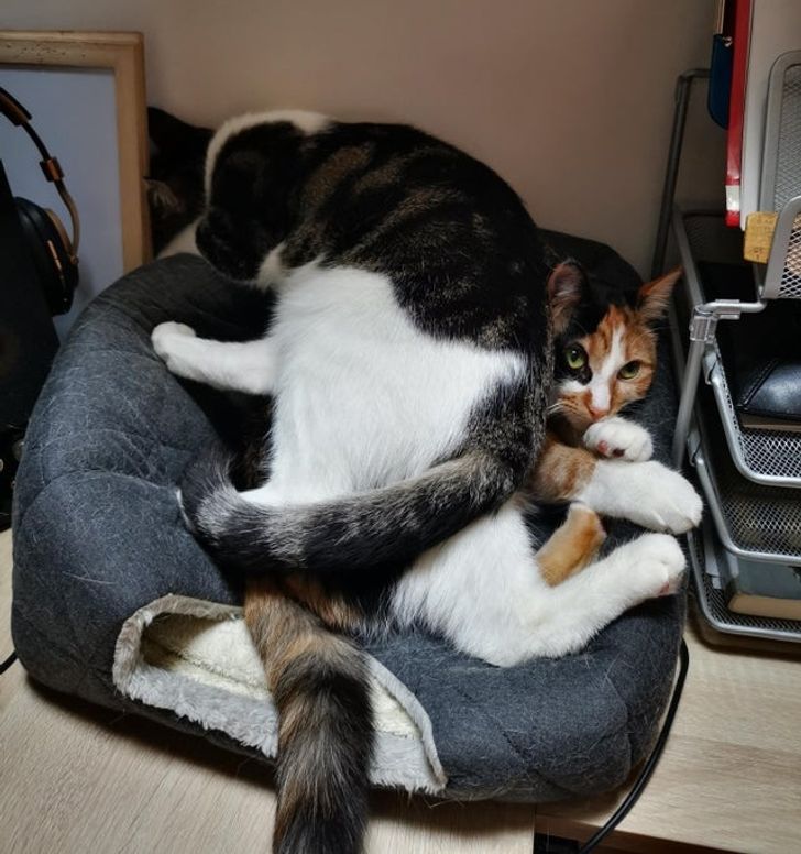 15-times-naughty-cats-showed-their-owners-who-s-actually-the-boss-in-the-house-01