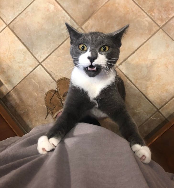15-times-naughty-cats-showed-their-owners-who-s-actually-the-boss-in-the-house-02