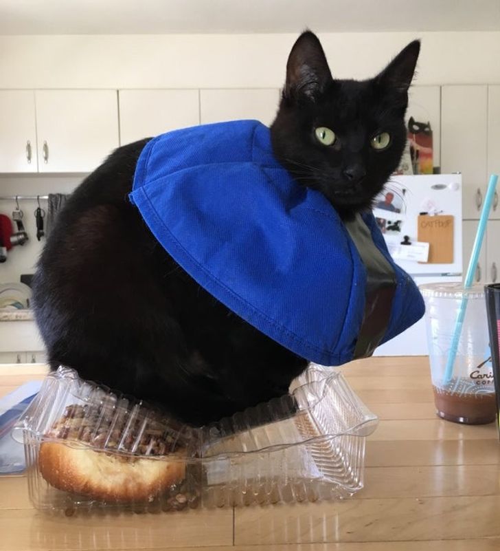15-times-naughty-cats-showed-their-owners-who-s-actually-the-boss-in-the-house-04