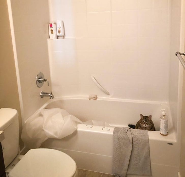 15-times-naughty-cats-showed-their-owners-who-s-actually-the-boss-in-the-house-05