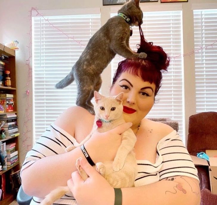 15-times-naughty-cats-showed-their-owners-who-s-actually-the-boss-in-the-house-06