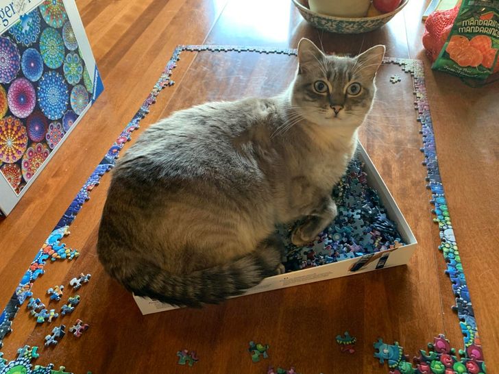15-times-naughty-cats-showed-their-owners-who-s-actually-the-boss-in-the-house-07