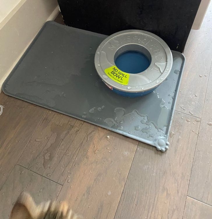 15-times-naughty-cats-showed-their-owners-who-s-actually-the-boss-in-the-house-08