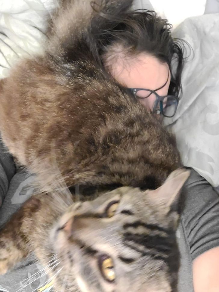 15-times-naughty-cats-showed-their-owners-who-s-actually-the-boss-in-the-house-09