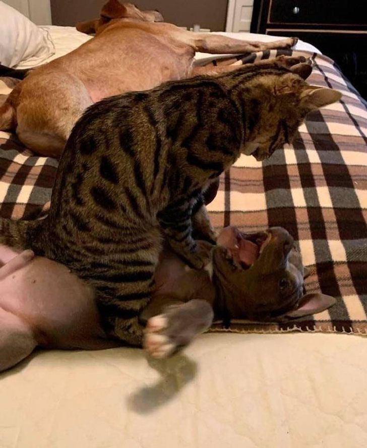15-times-naughty-cats-showed-their-owners-who-s-actually-the-boss-in-the-house-10