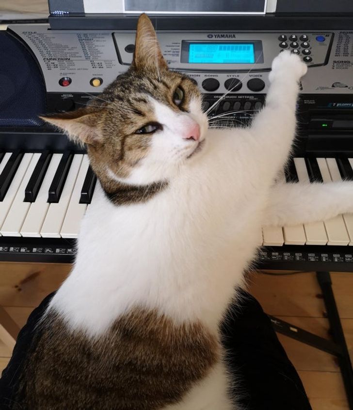 15-times-naughty-cats-showed-their-owners-who-s-actually-the-boss-in-the-house-11