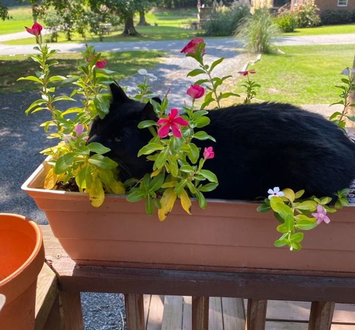 15-times-naughty-cats-showed-their-owners-who-s-actually-the-boss-in-the-house-12