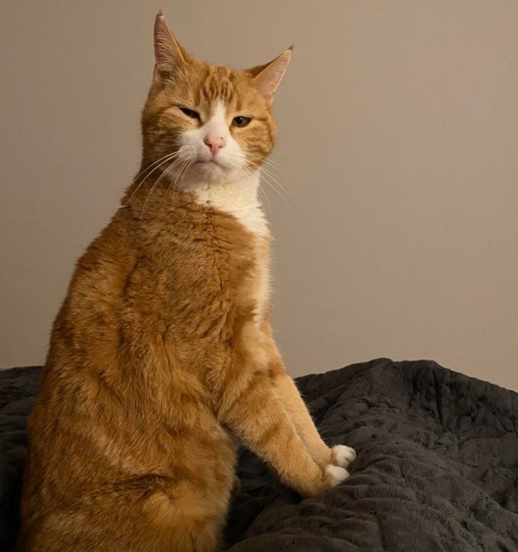 15-times-naughty-cats-showed-their-owners-who-s-actually-the-boss-in-the-house-13