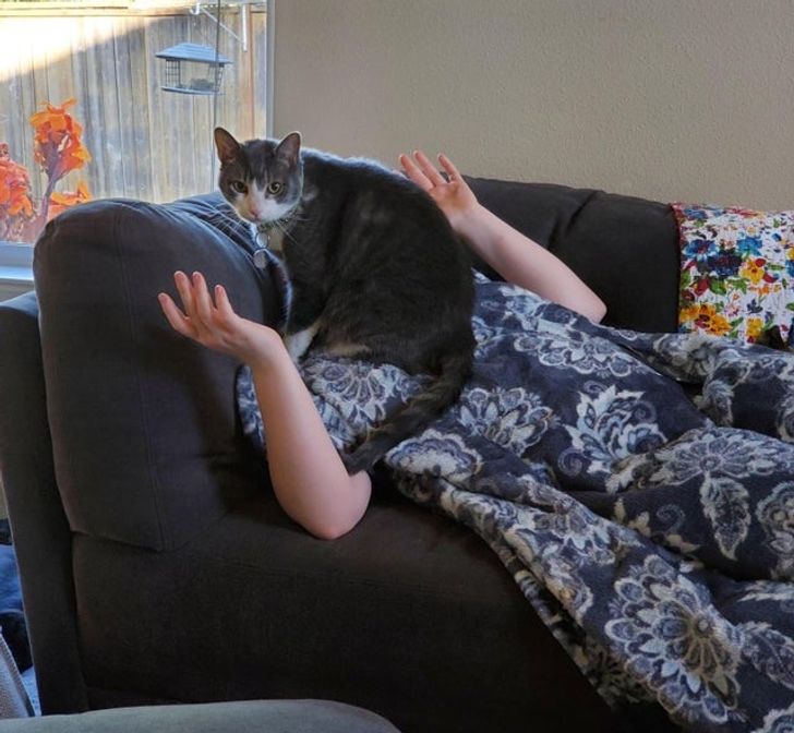 15-times-naughty-cats-showed-their-owners-who-s-actually-the-boss-in-the-house-15