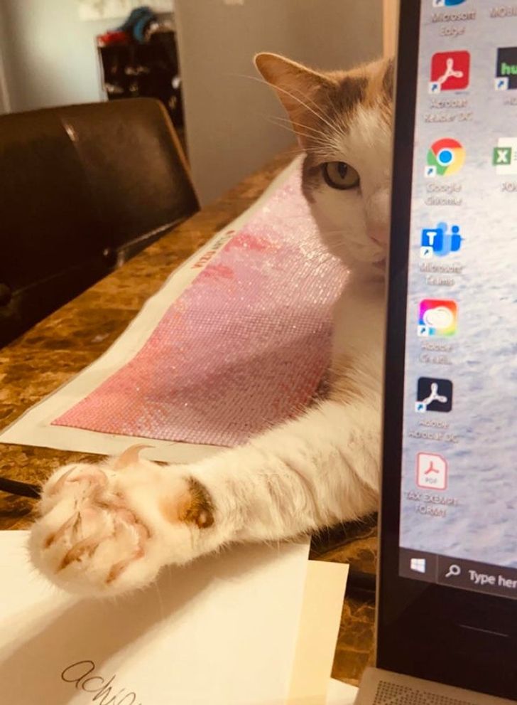 15-times-naughty-cats-showed-their-owners-who-s-actually-the-boss-in-the-house-16