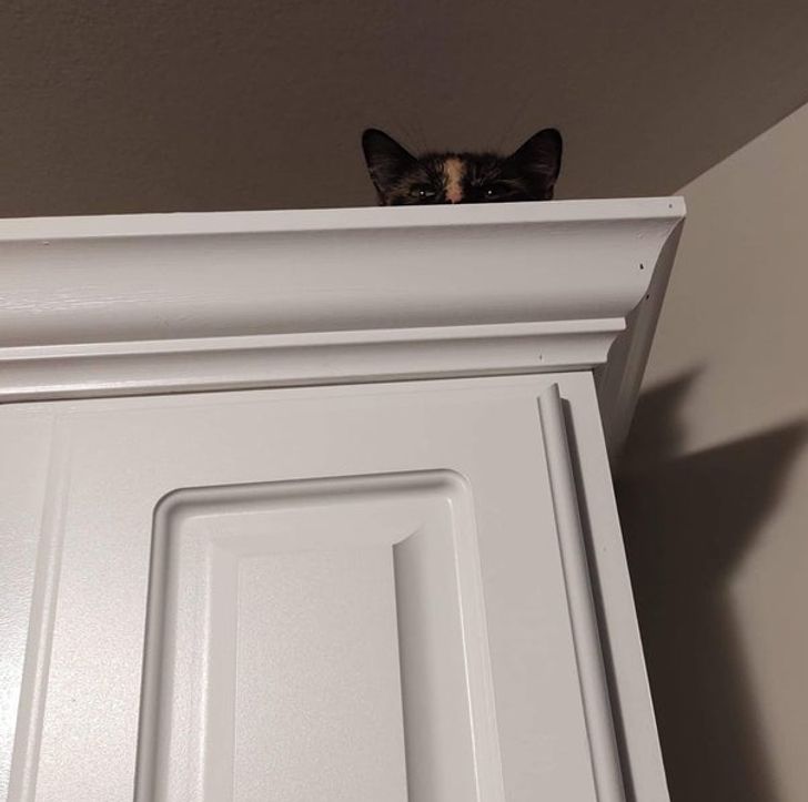 15-times-naughty-cats-showed-their-owners-who-s-actually-the-boss-in-the-house-17