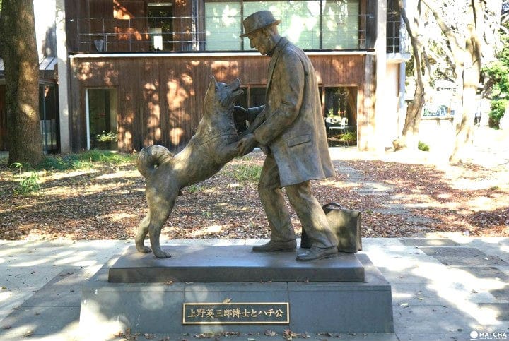 Meet Hachiko! 5 Places Related To Japan's Famous Loyal Dog | MATCHA - JAPAN  TRAVEL WEB MAGAZINE