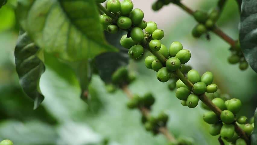 Close Up Fresh Green Coffee Beans on Catimor Coffee Tree Branch with Male  Hand, Southeast Asia Coffee Bean, Km45 Bol… | Green coffee bean, Coffee  tree, Green coffee