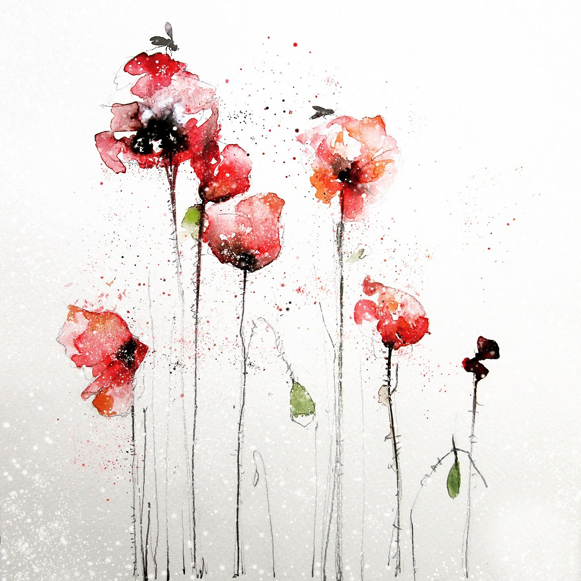 Papaver rhoeas on Behance