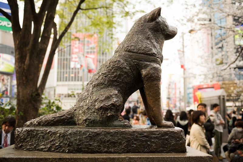 The Story of Hachiko, The Loyal Dog | Amusing Planet