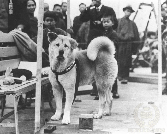 Hachikō The Faithful Dog - a National Symbol | Australian Dog Lover