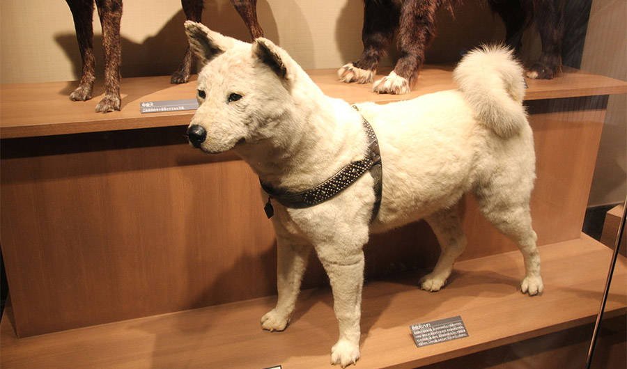 The Heartbreaking Story Of Hachiko, The World's Most Loyal Dog