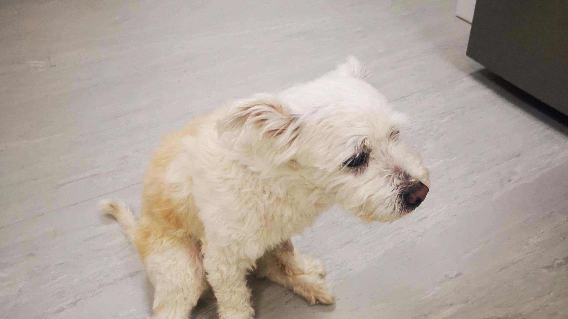 DOG help BG - Facebook page