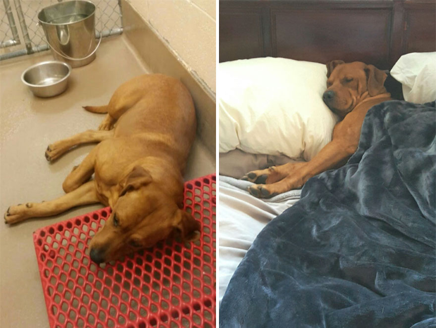 Toby At The County Shelter 2 Years Ago And Is Now King Of Our House.