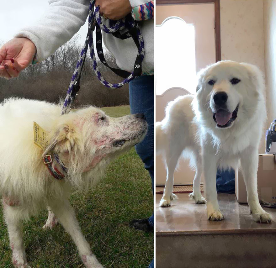 Meet Waldo. From Crusty And Underweight To A Very Fluffy Boy