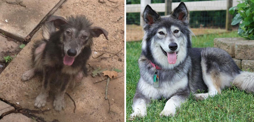 My Dog Wynter - From Living In The Streets To Relaxing In My Backyard