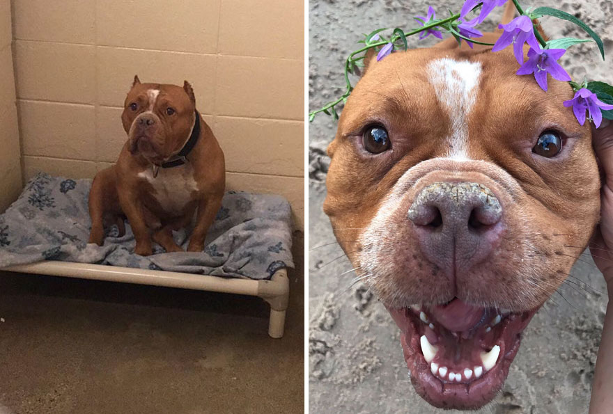 So My Sis Adopted Her Very First Dog And His Before And After Pics Have Me Crying