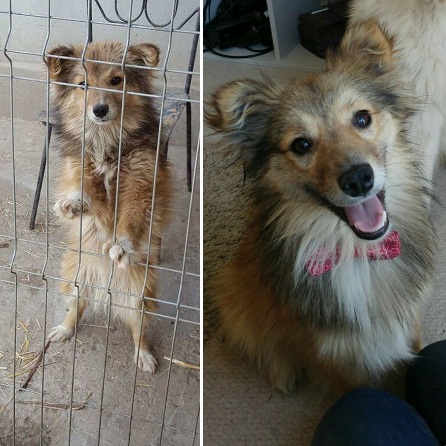 Meet Kasper! He's Only A Pup And Travelled All The Way From Romania To Join Us In The Uk. Has Yet To Integrate And Learn The Language. Very Good Boy Nonetheless
