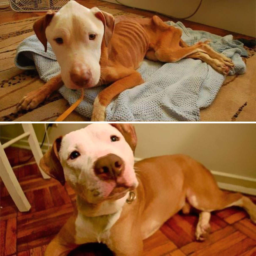 My Ex Worked At The Spca And Refused To Let This Piglet Be Euthanized, So She Took Him Home. She Did An Amazing Job.