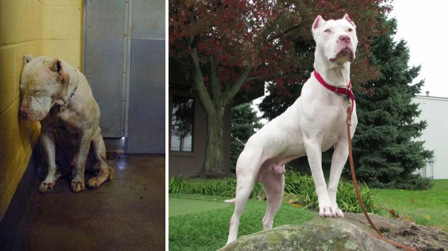 Before And After Adoption