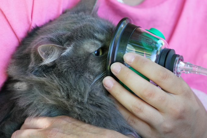Cats Treated With Oxygen After Being Rescued From Douglas County House Fire  – CBS Denver