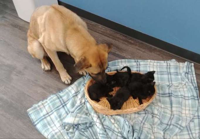 Dog becomes a protector to orphaned kittens.