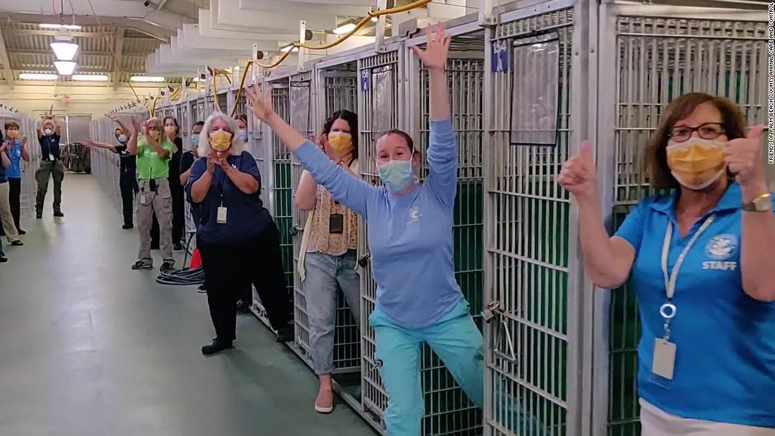 Florida animal shelter celebrates emptying a kennel for the first time ever - CNN