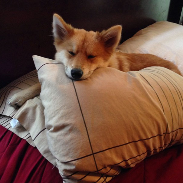 meet-mya-the-pomeranian-husky-mix-that-looks-just-like-a-fox-01