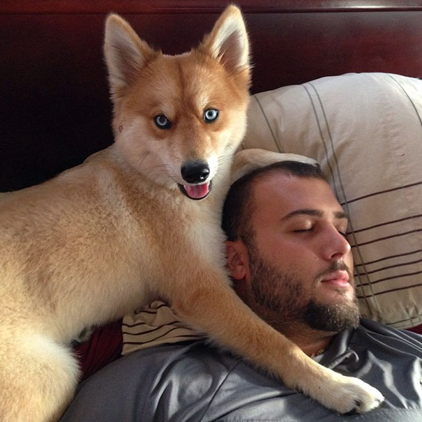 meet-mya-the-pomeranian-husky-mix-that-looks-just-like-a-fox-02