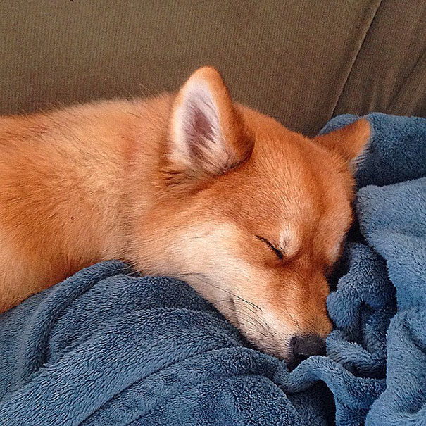 meet-mya-the-pomeranian-husky-mix-that-looks-just-like-a-fox-03