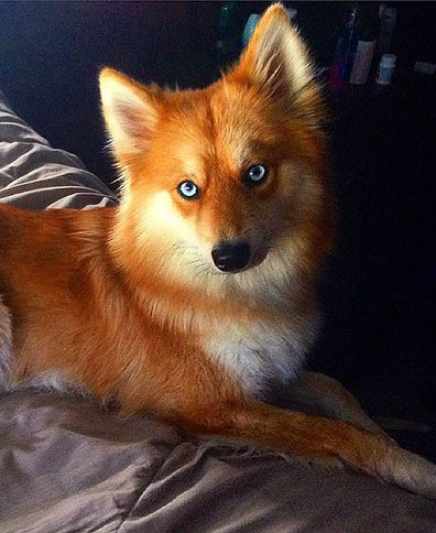meet-mya-the-pomeranian-husky-mix-that-looks-just-like-a-fox-05-e1582046855550