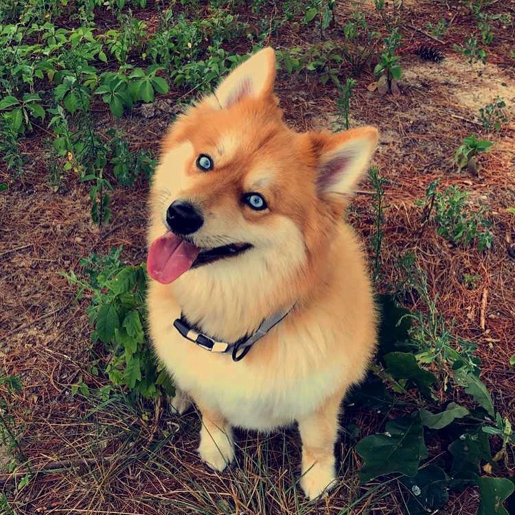 meet-mya-the-pomeranian-husky-mix-that-looks-just-like-a-fox-06