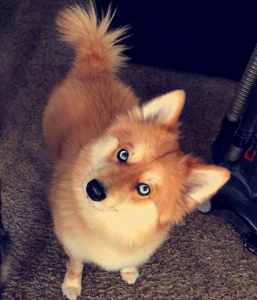 meet-mya-the-pomeranian-husky-mix-that-looks-just-like-a-fox-10