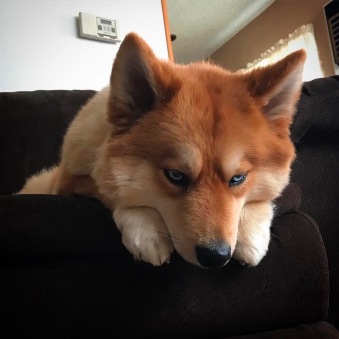 meet-mya-the-pomeranian-husky-mix-that-looks-just-like-a-fox-11