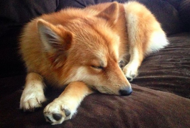 meet-mya-the-pomeranian-husky-mix-that-looks-just-like-a-fox-13
