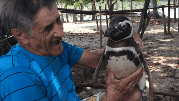 Dindim, a South American Magellanic penguin, with his human friend Joao Pereira de Souza.