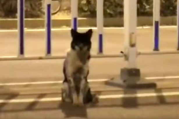 Dog waits in busy road for more than two months after its owner died there  - World News - Mirror Online