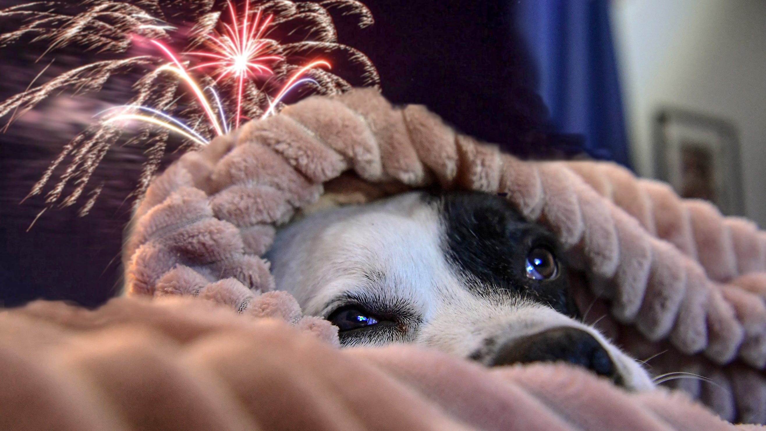 How to help your dog destress when neighborhood fireworks explode
