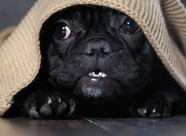 Dog stressed on bonfire night? Here are 5 expert tips on keeping your  adorable pup calm during fireworks | The Scotsman