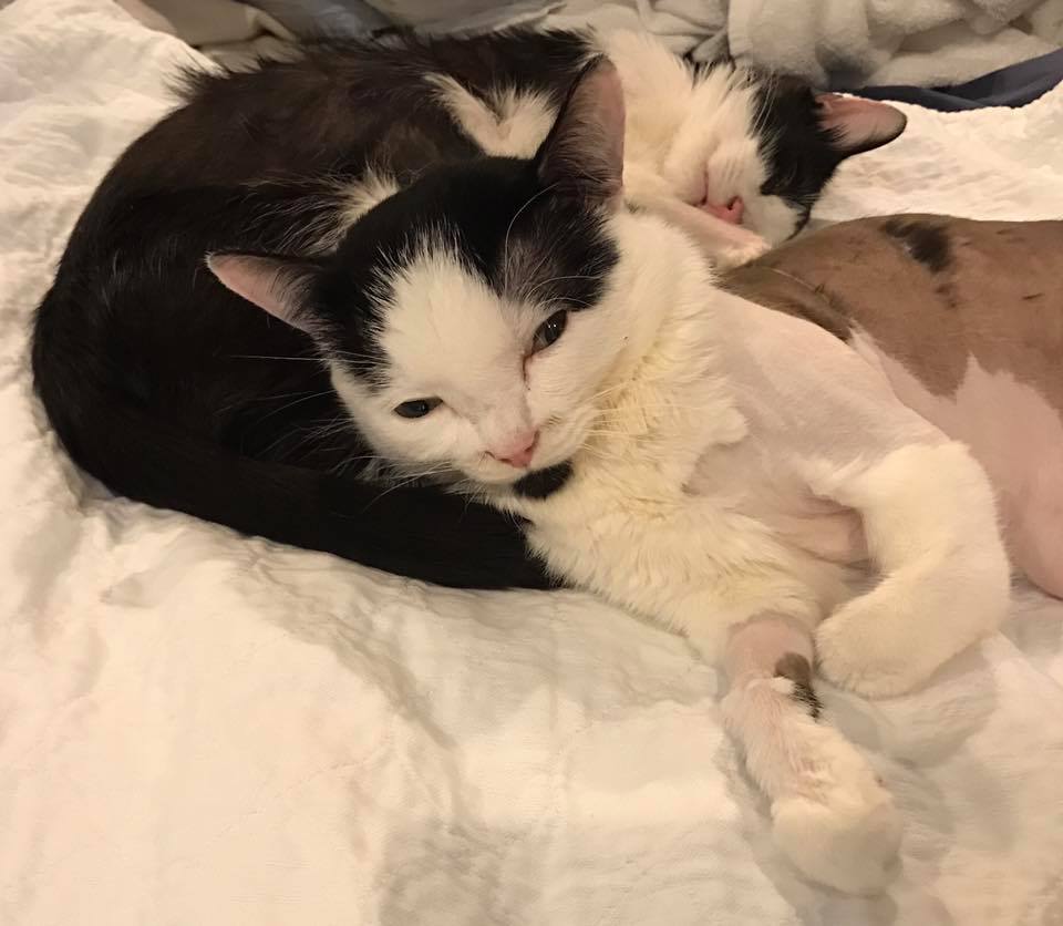 cat_zeke_handicap_2