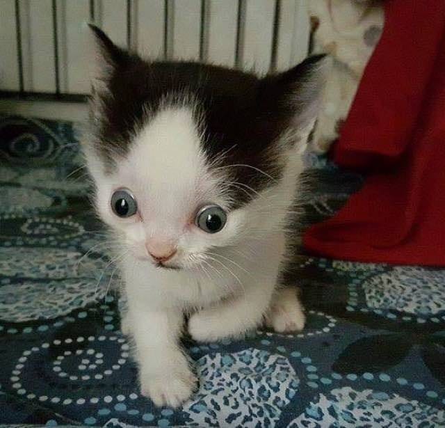 cat_zeke_handicap_3