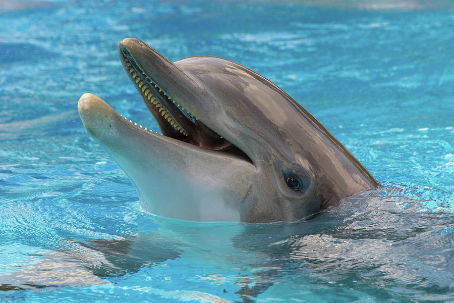 Dolphin in Pool Photograph by SR Green