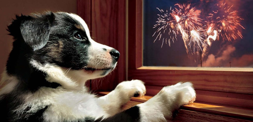 SAFETY AND CALMING TIPS FOR DOGS DURING FIREWORKS — Lowcountry Dog