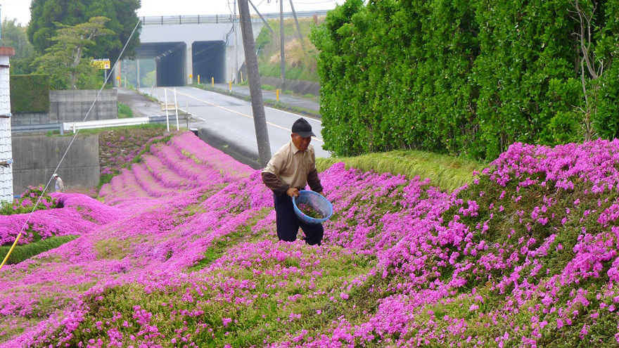 planting
